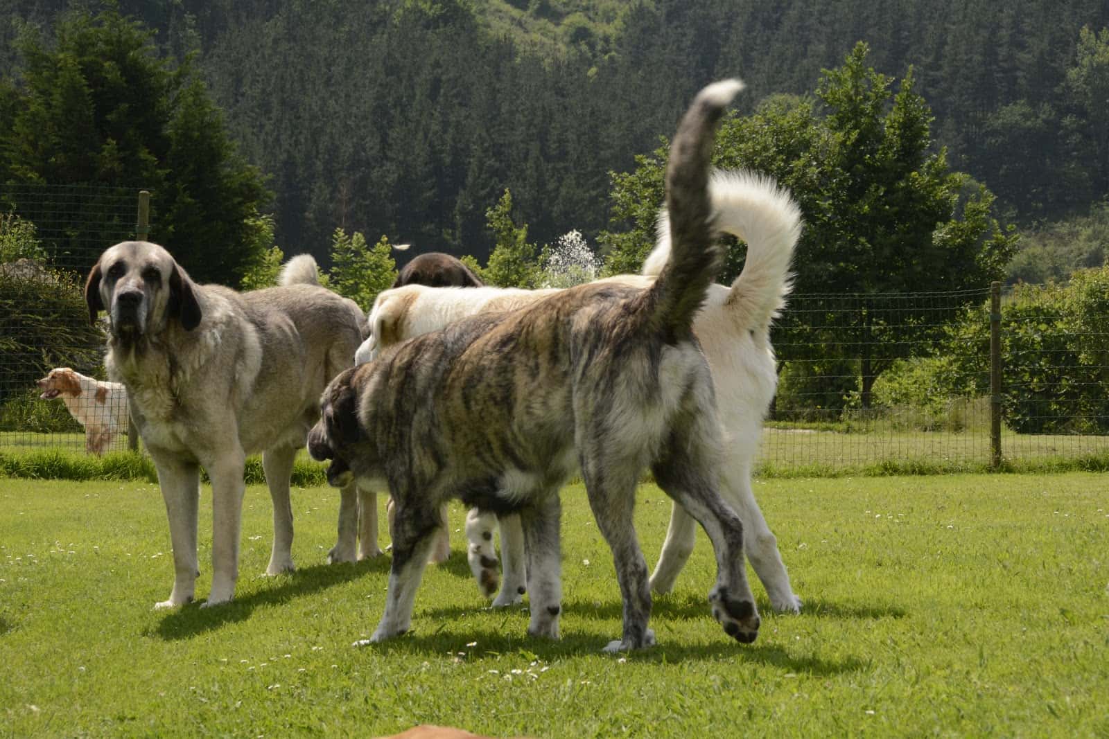 Centro clínico veterinario del Duranguesado