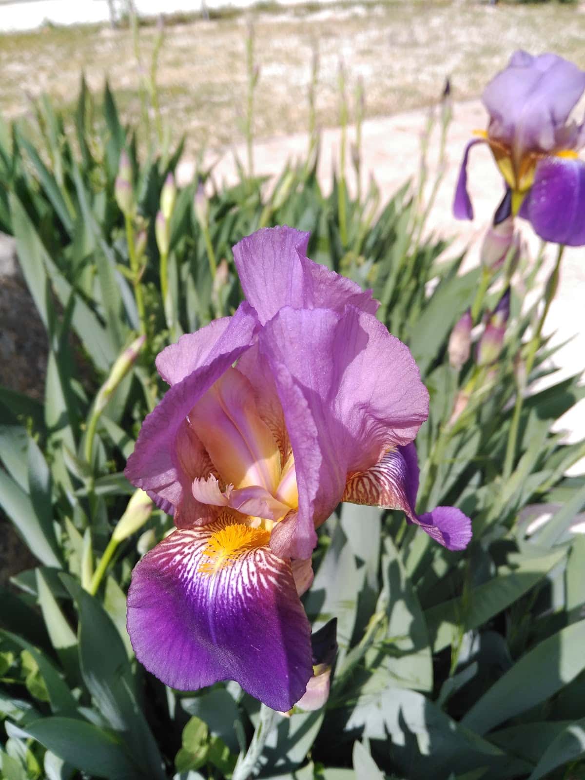 Aloña