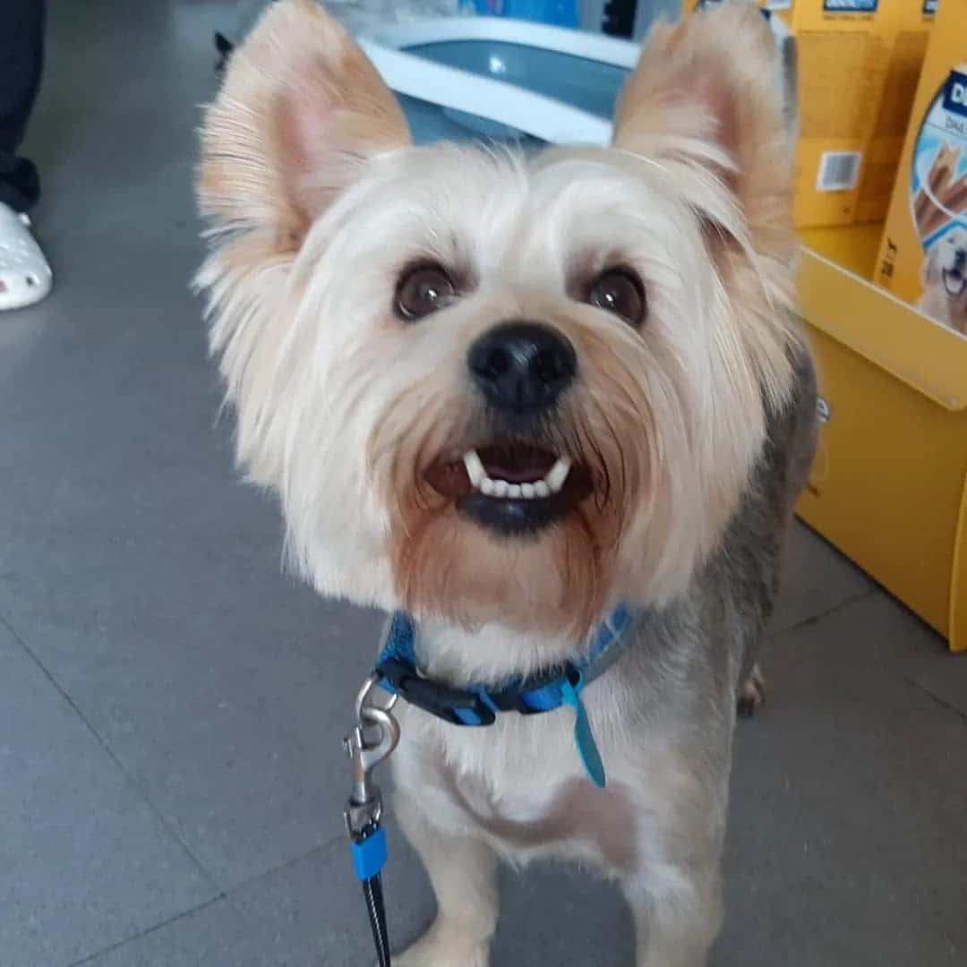 Clínica Veterinaria Balmacan