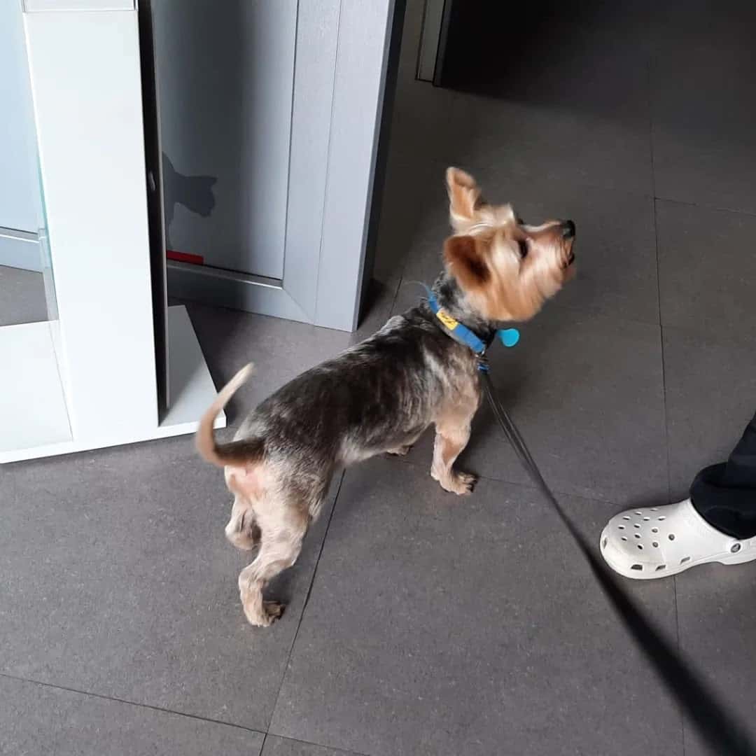 clinica veterinaria balmacan veterinario clinica en balmaseda en bizkaia principalImage ADOPTA Sitios Pet Friendly