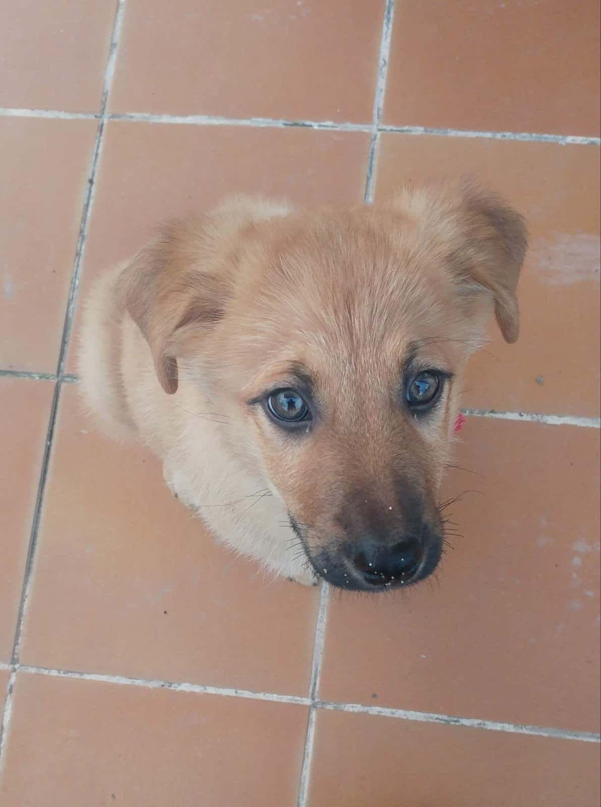 centro veterinario mervet valle de mena veterinario centro en villasana de mena en burgos principalImage ADOPTA Sitios Pet Friendly