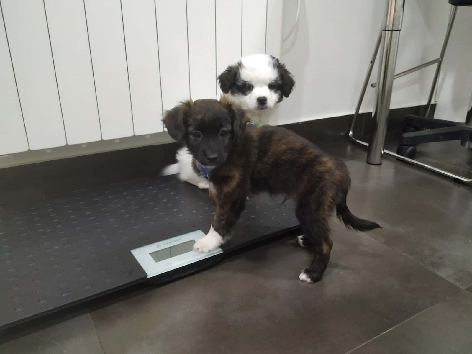 Clinica Veterinaria Zalla