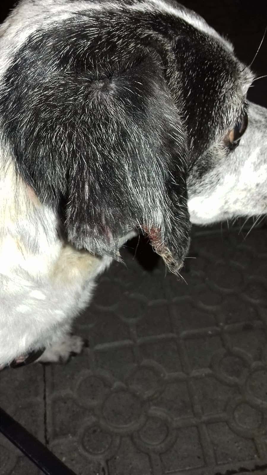 Clinica Veterinaria Zalla
