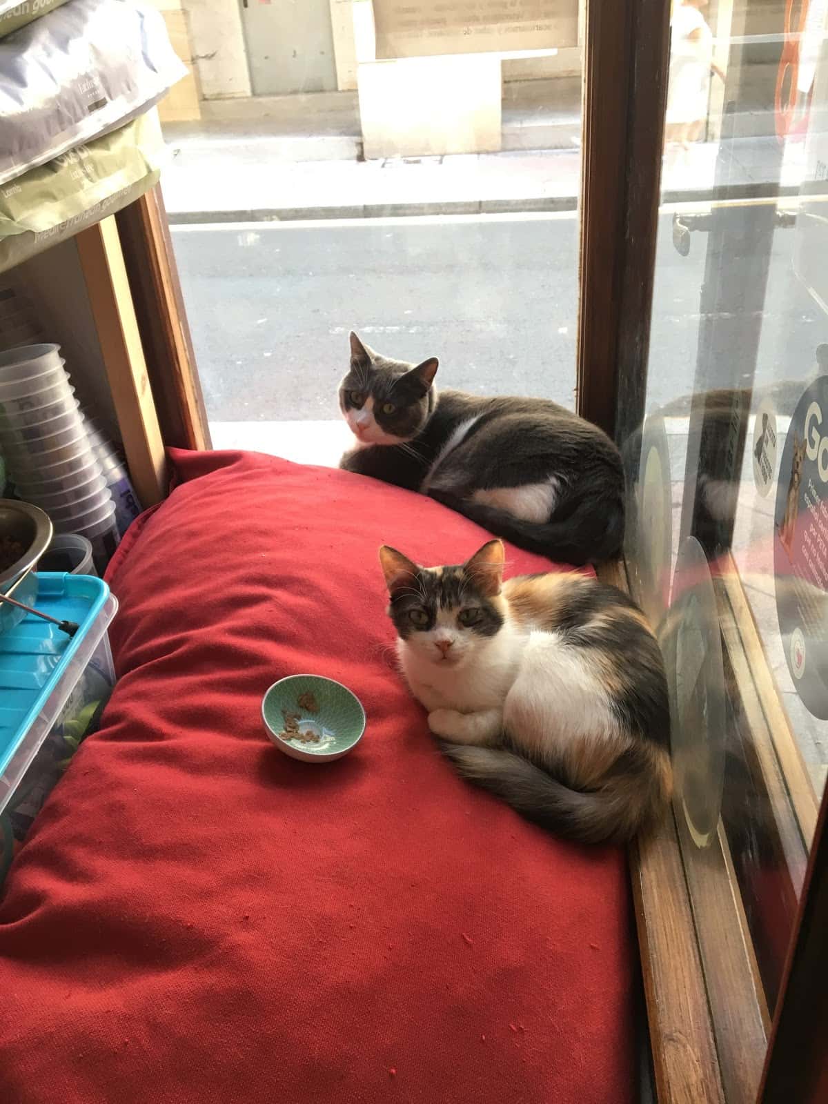 CC Veterinaria Balmaseda