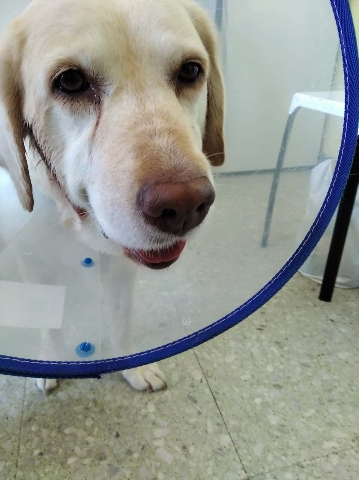 Clínica Veterinaria HARO