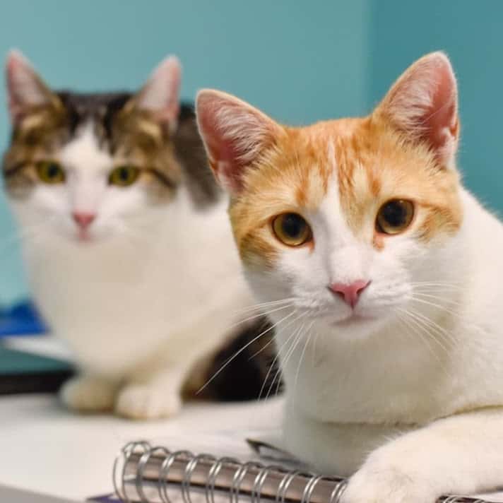 Clínica Veterinaria Cat y Can WECAN