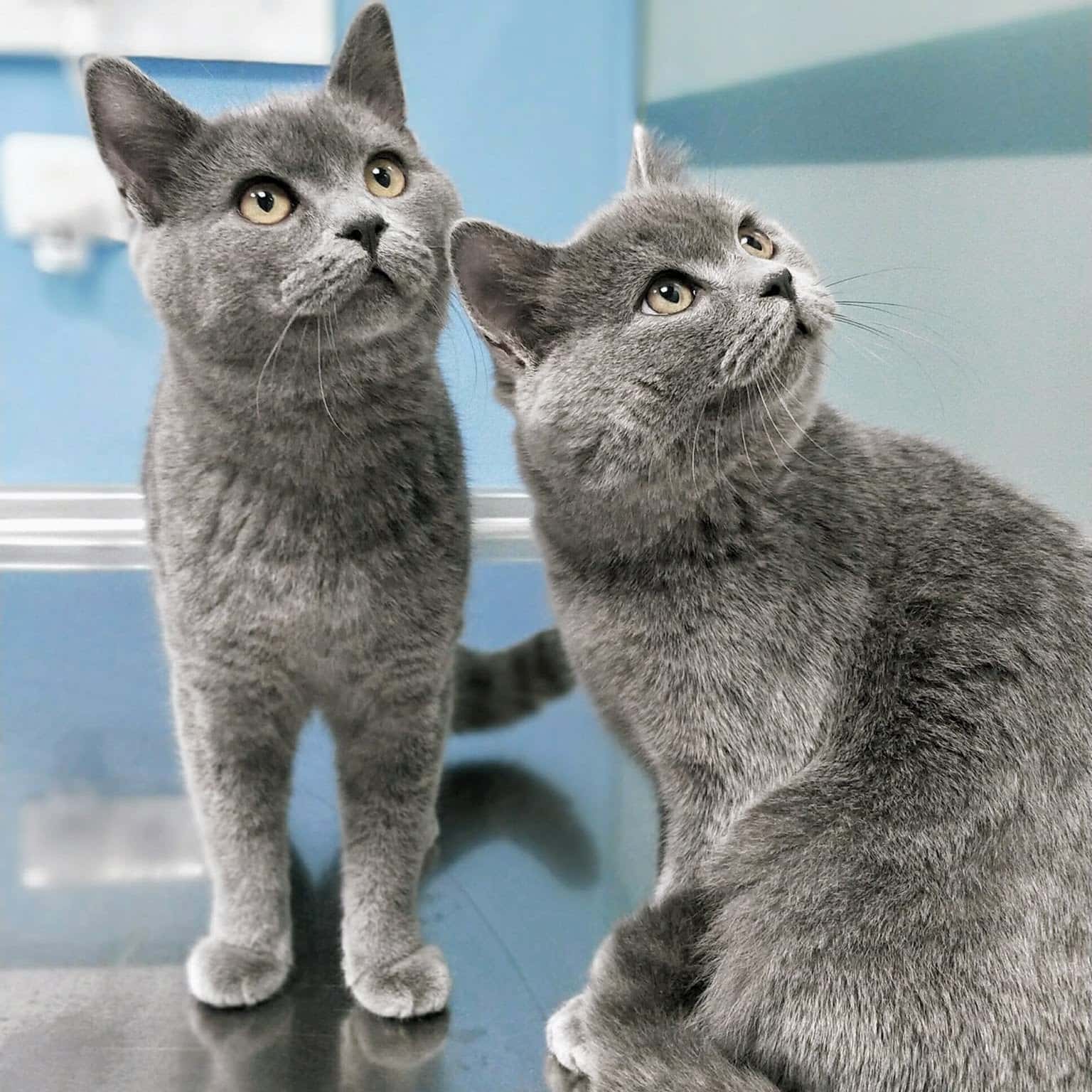 Clínica Veterinaria Cat y Can WECAN