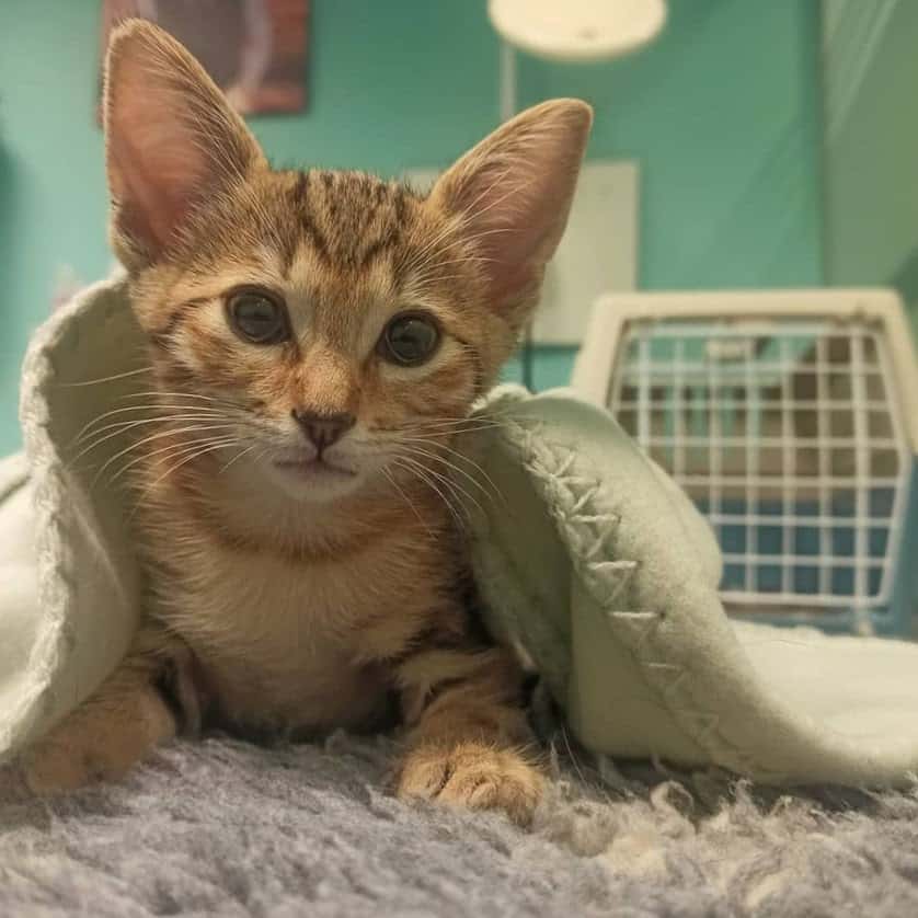 Clínica Veterinaria Cat y Can WECAN