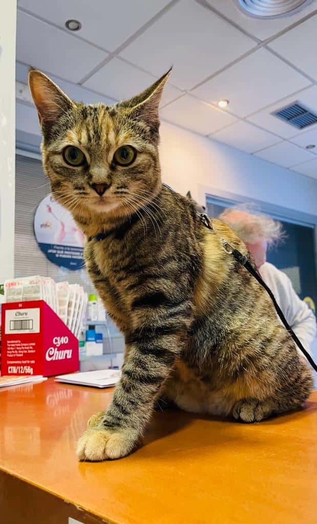Clínica Veterinaria Valls