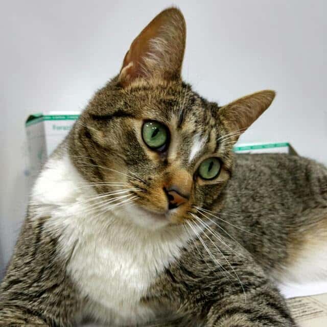 Clínica Veterinaria Valls