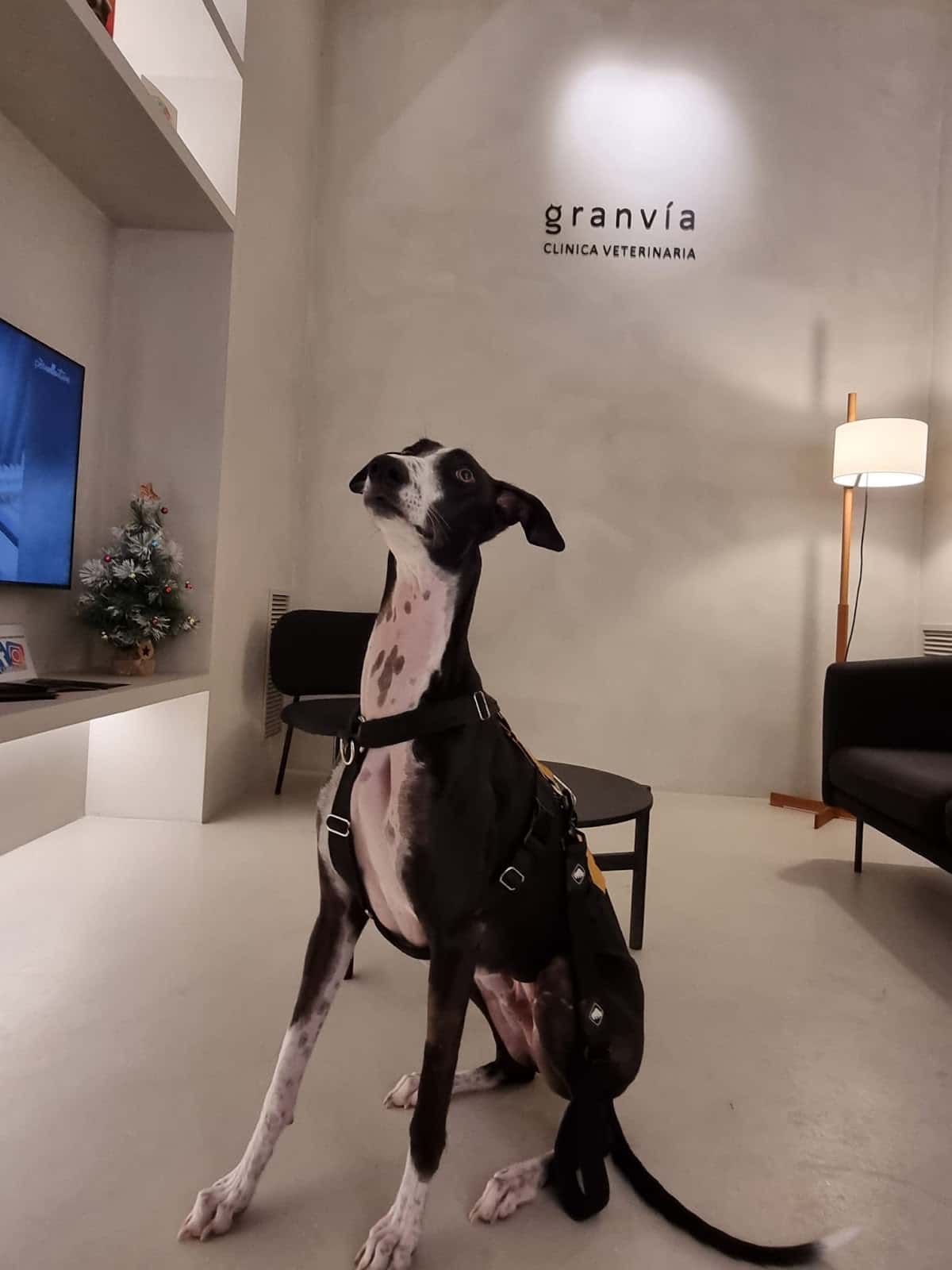 clinica veterinaria gran via veterinario clinica en logrono en la rioja principalImage ADOPTA Sitios Pet Friendly