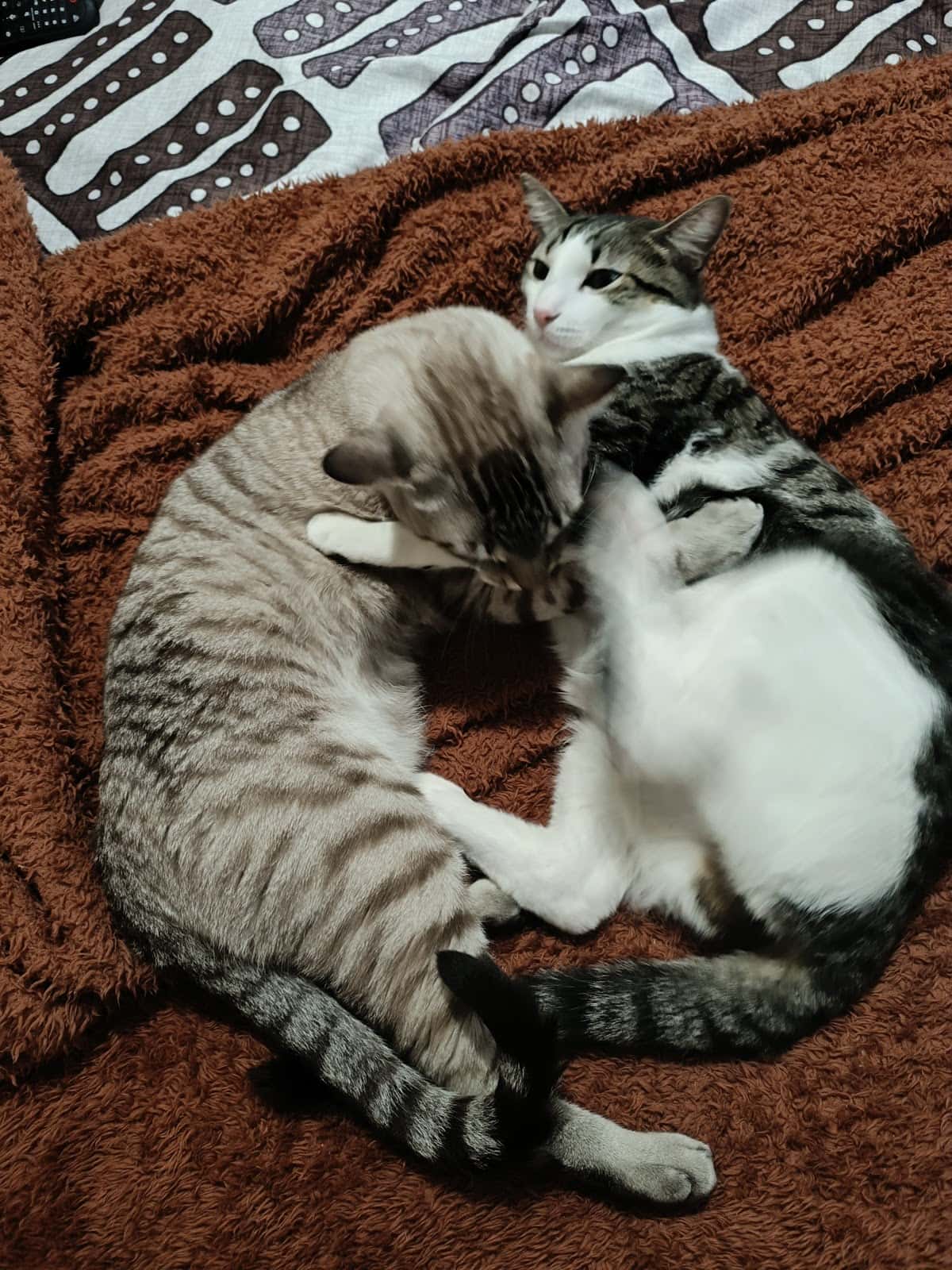 URQUIZA CLINICA VETERINARIA