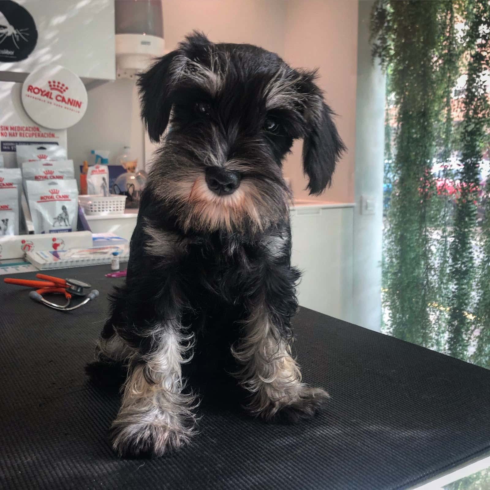 Clínica Veterinaria Alegría
