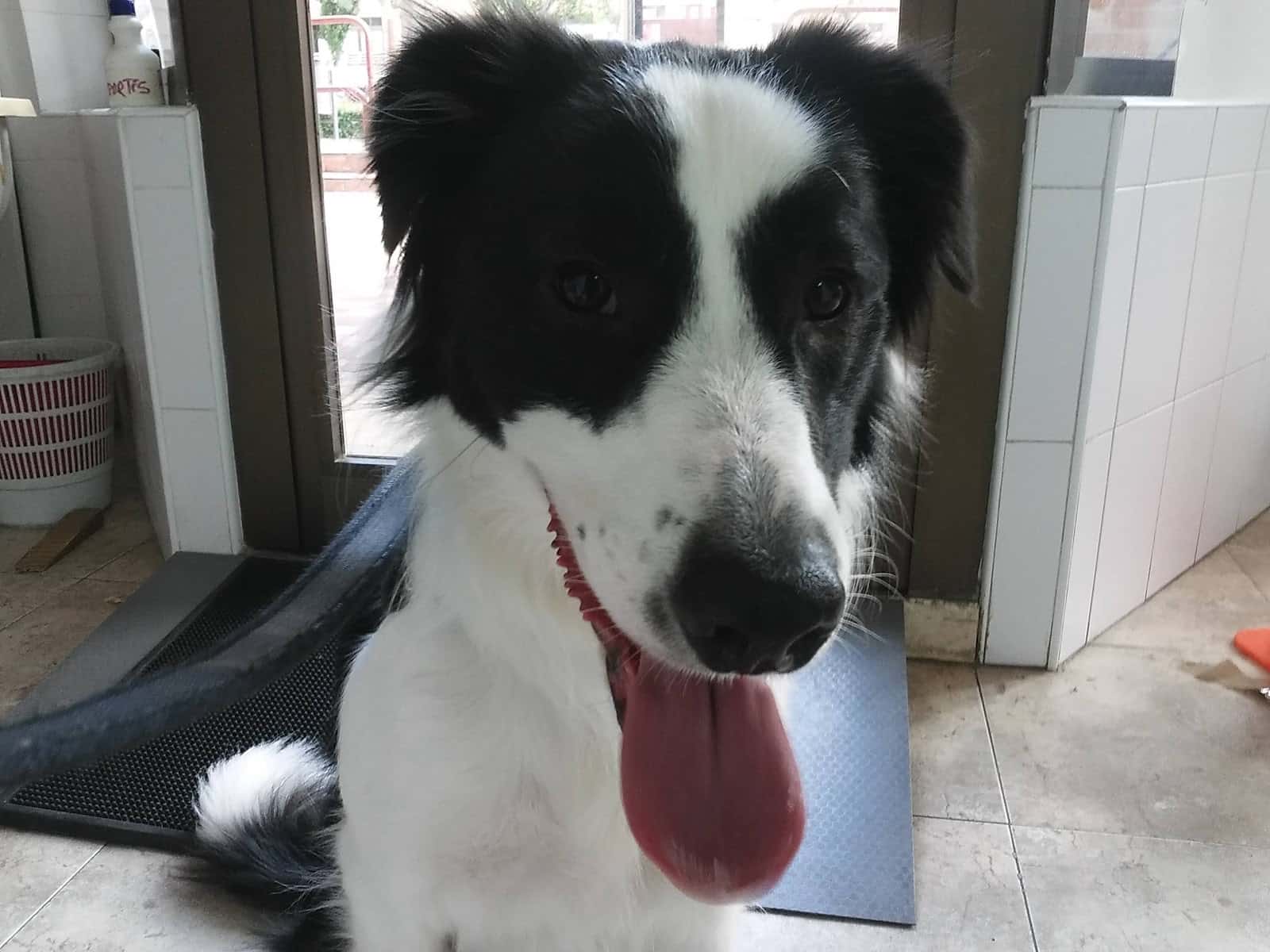 Clinica Veterinaria Duques de Nájera