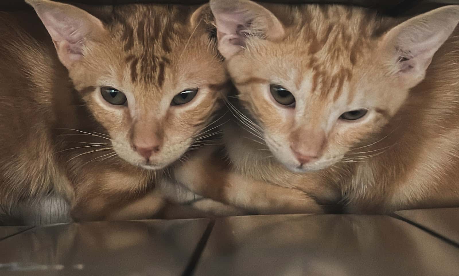 Clínica Veterinaria Valvanera
