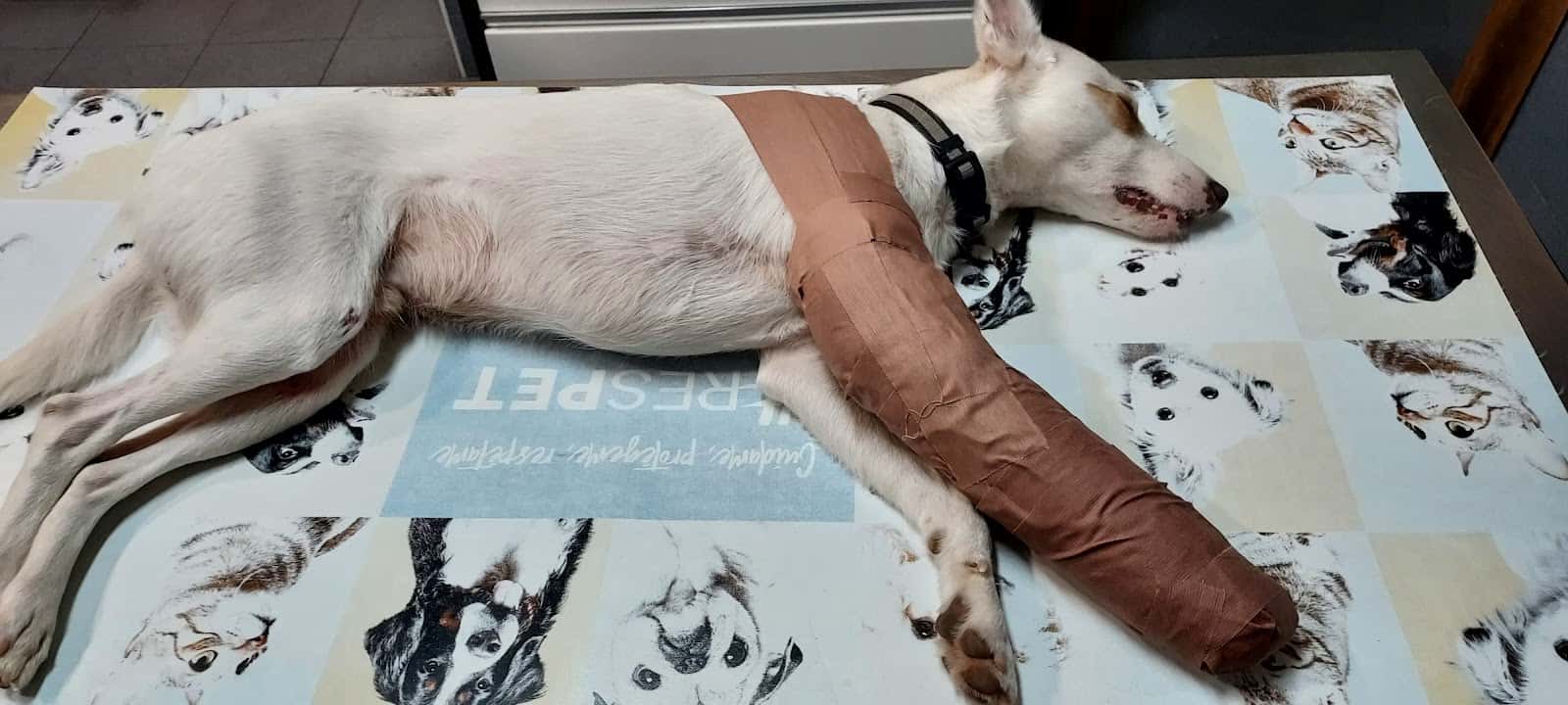 Lander Clínica Veterinaria