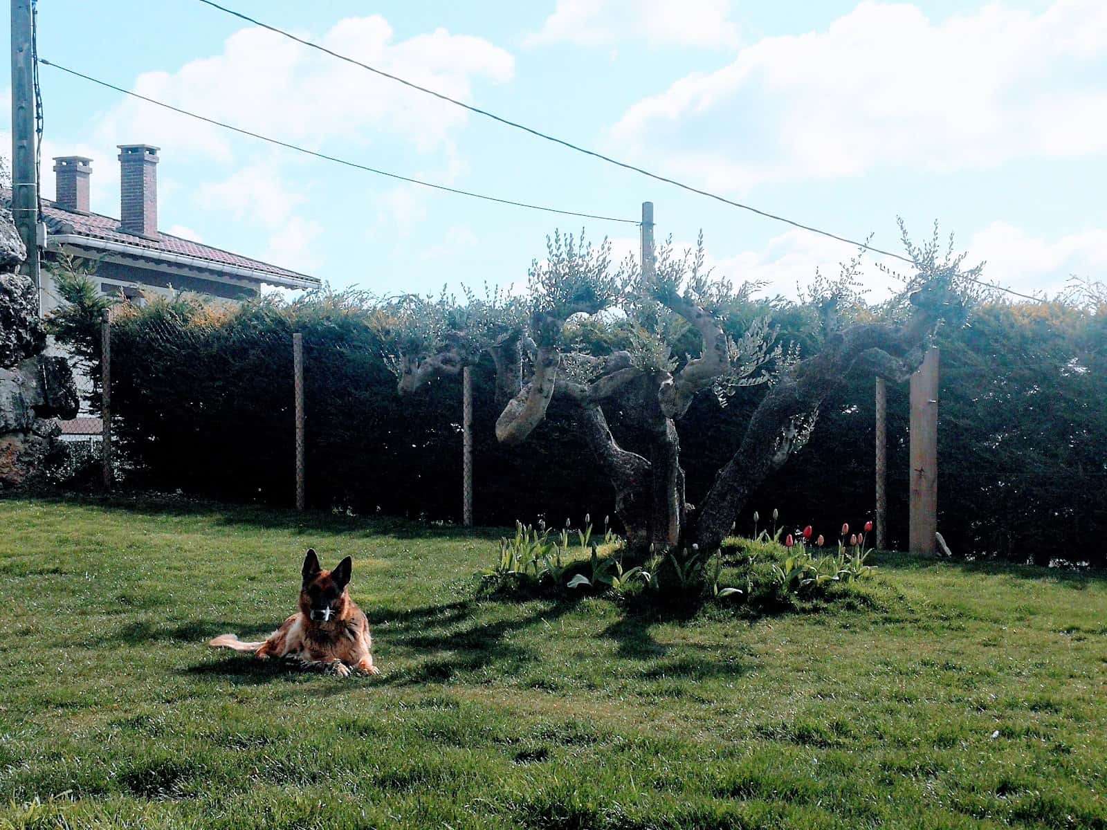 lander clinica veterinaria veterinario clinica en viana en navarra principalImage ADOPTA Sitios Pet Friendly