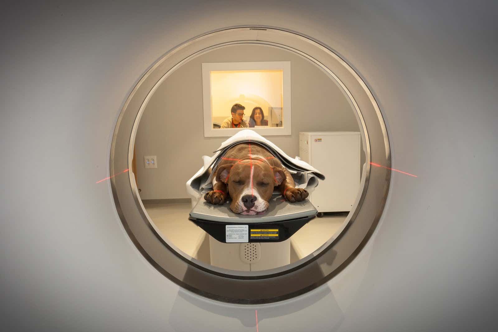 AniCura Albeitar Hospital Veterinario | Urgencias 24h