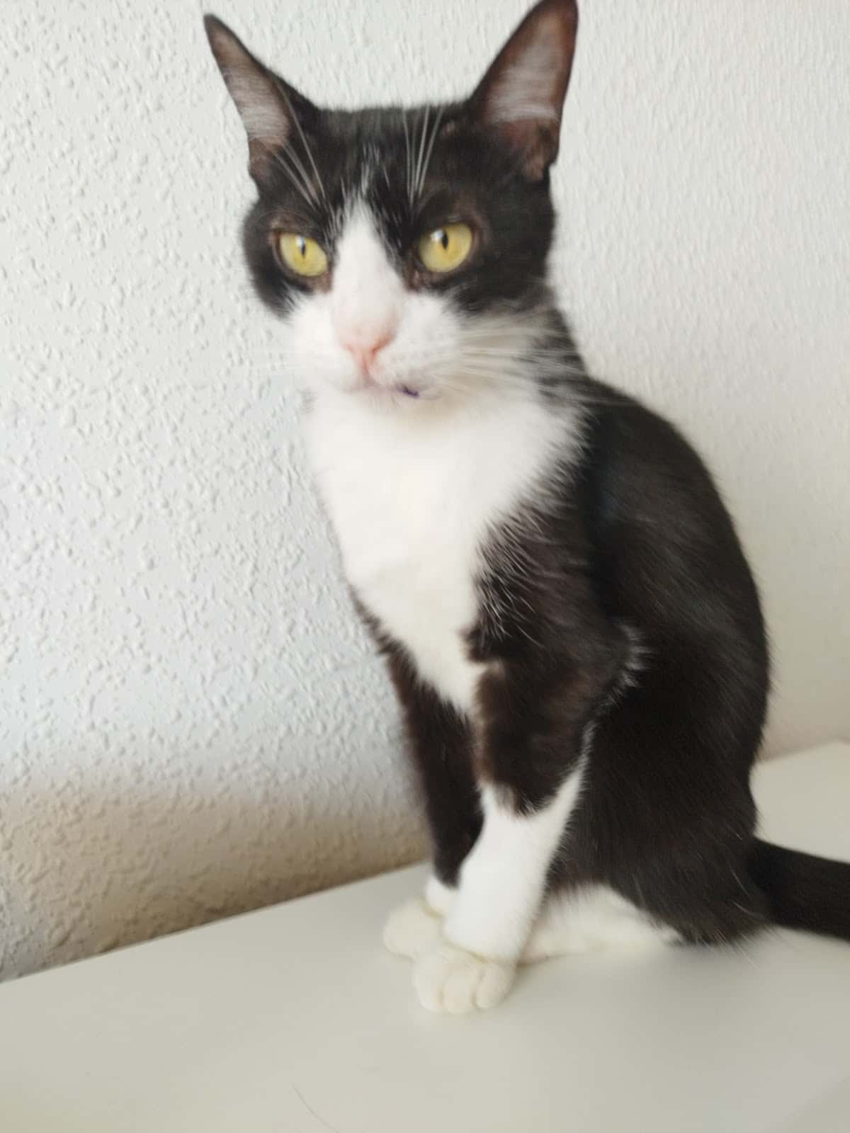 Centro Veterinario Lobete