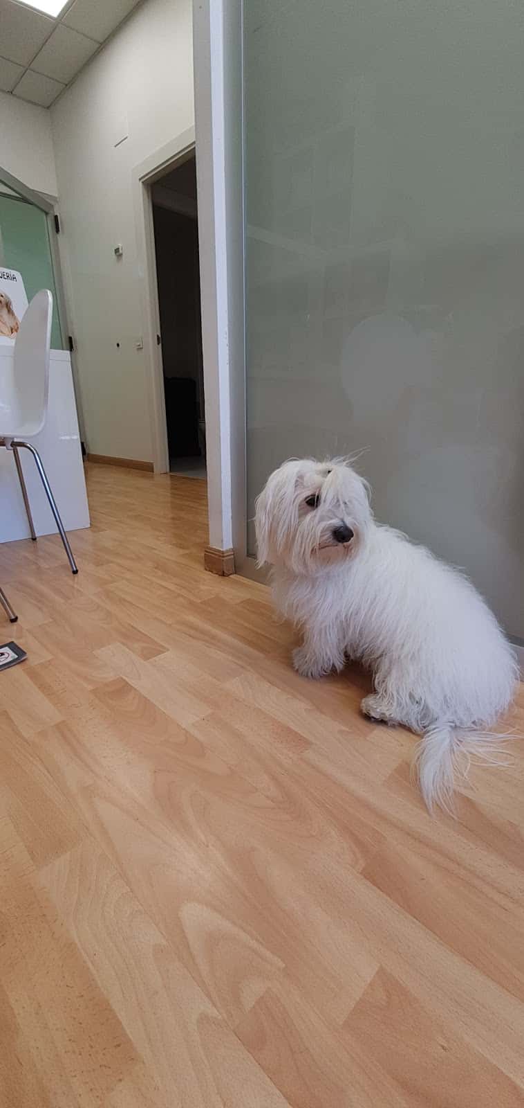 Centro Veterinario Lobete