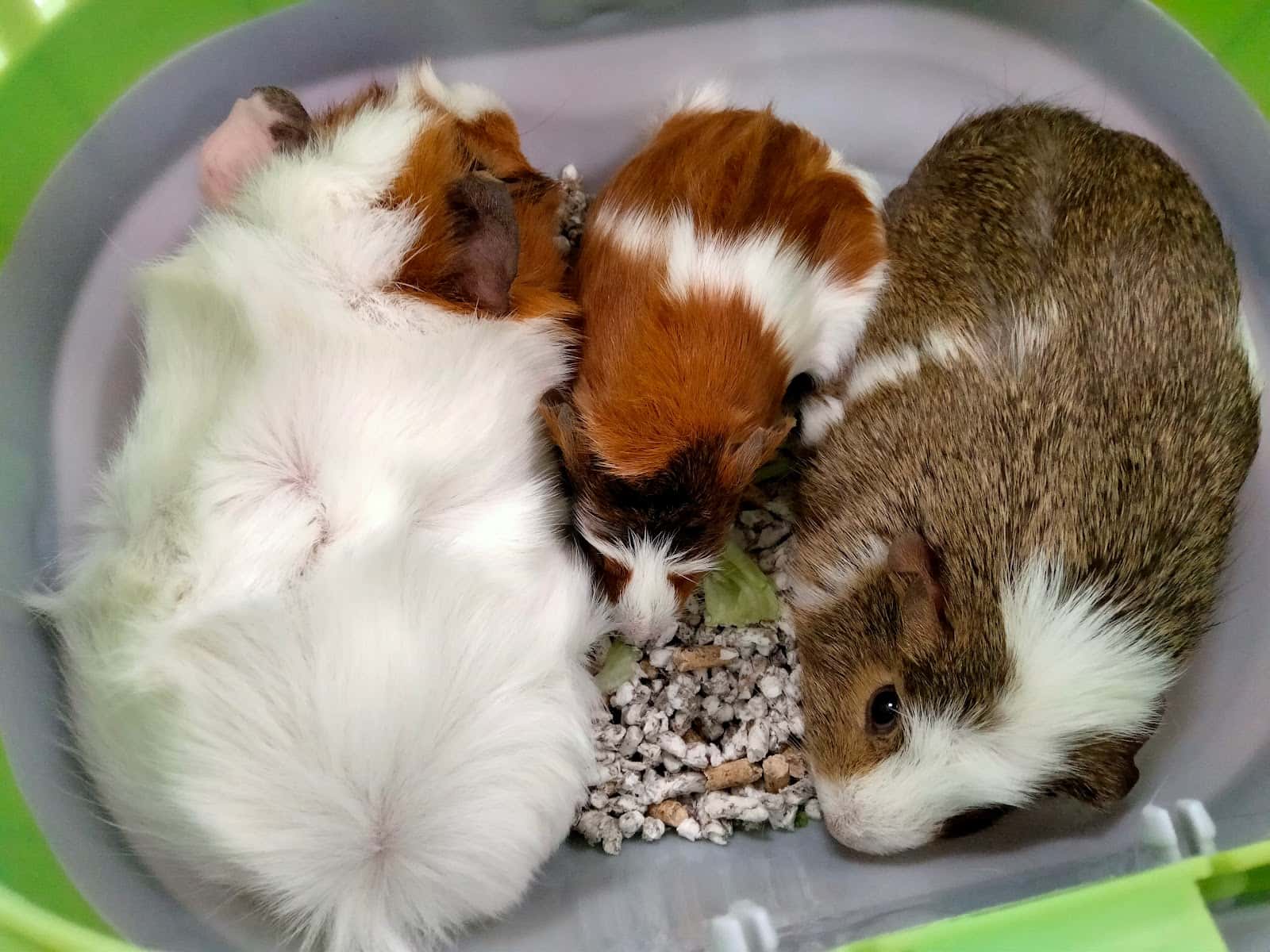 NAKURU Centro Veterinario