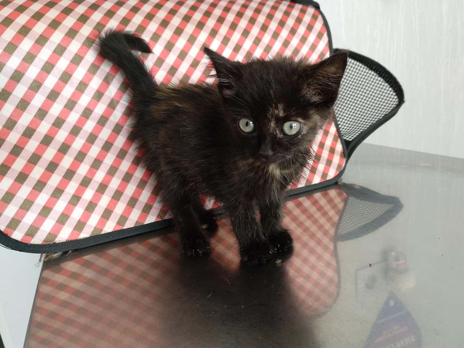 Clínica Veterinaria Urreta