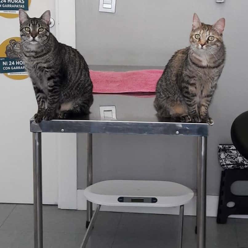 Clínica Veterinaria Urreta