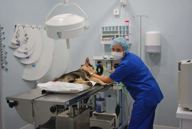 clinica veterinaria urreta veterinario clinica en galdakao en bizkaia principalImage ADOPTA Sitios Pet Friendly