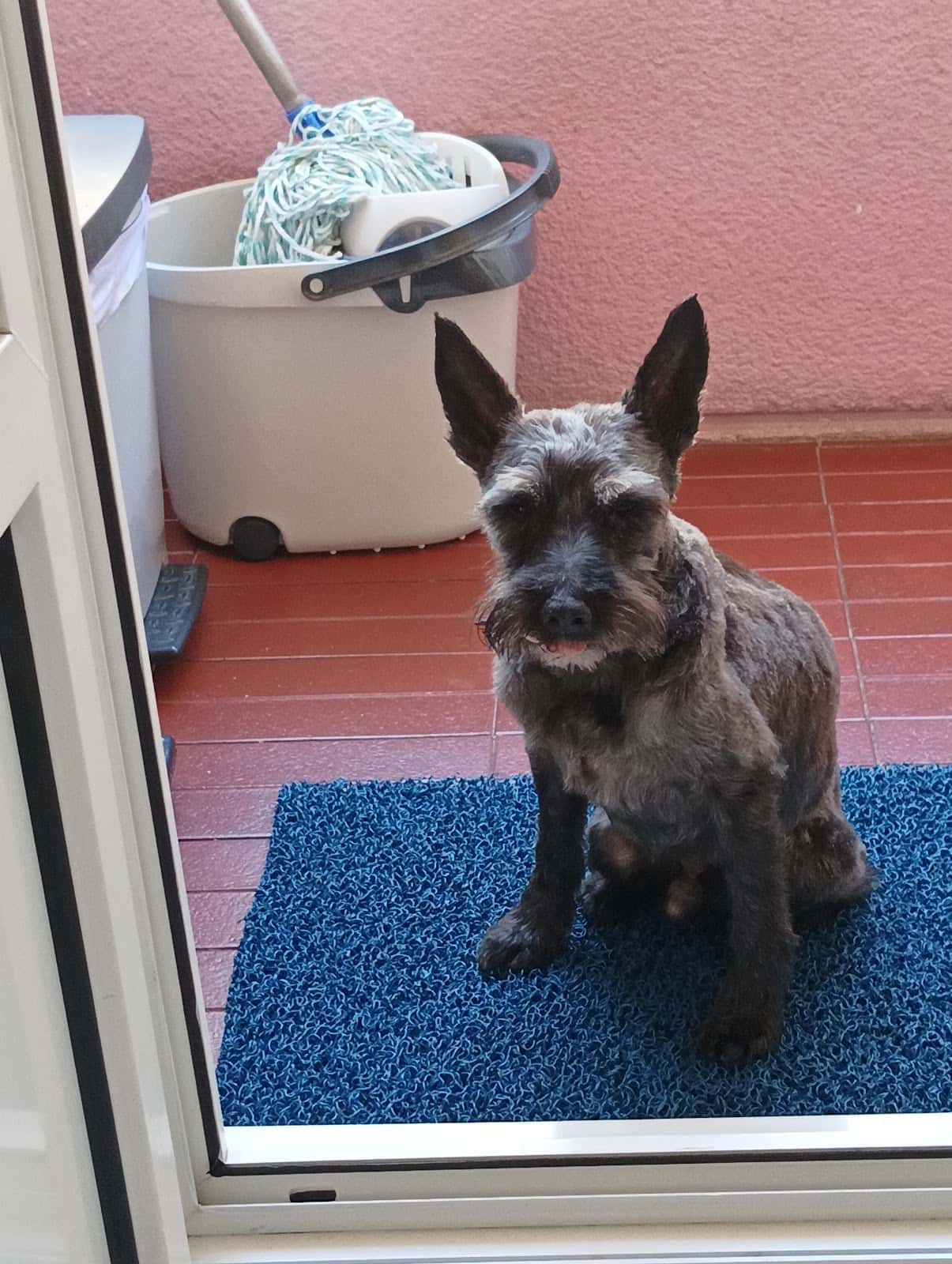 centro veterinario deusto veterinario centro en bilbo en bizkaia principalImage ADOPTA Sitios Pet Friendly