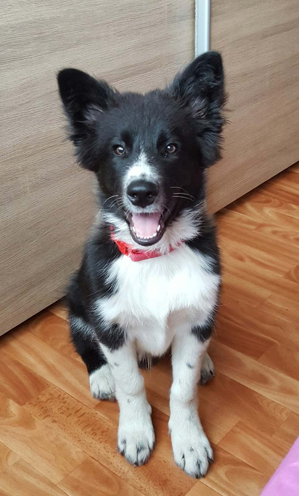 Clínica Veterinaria Garay