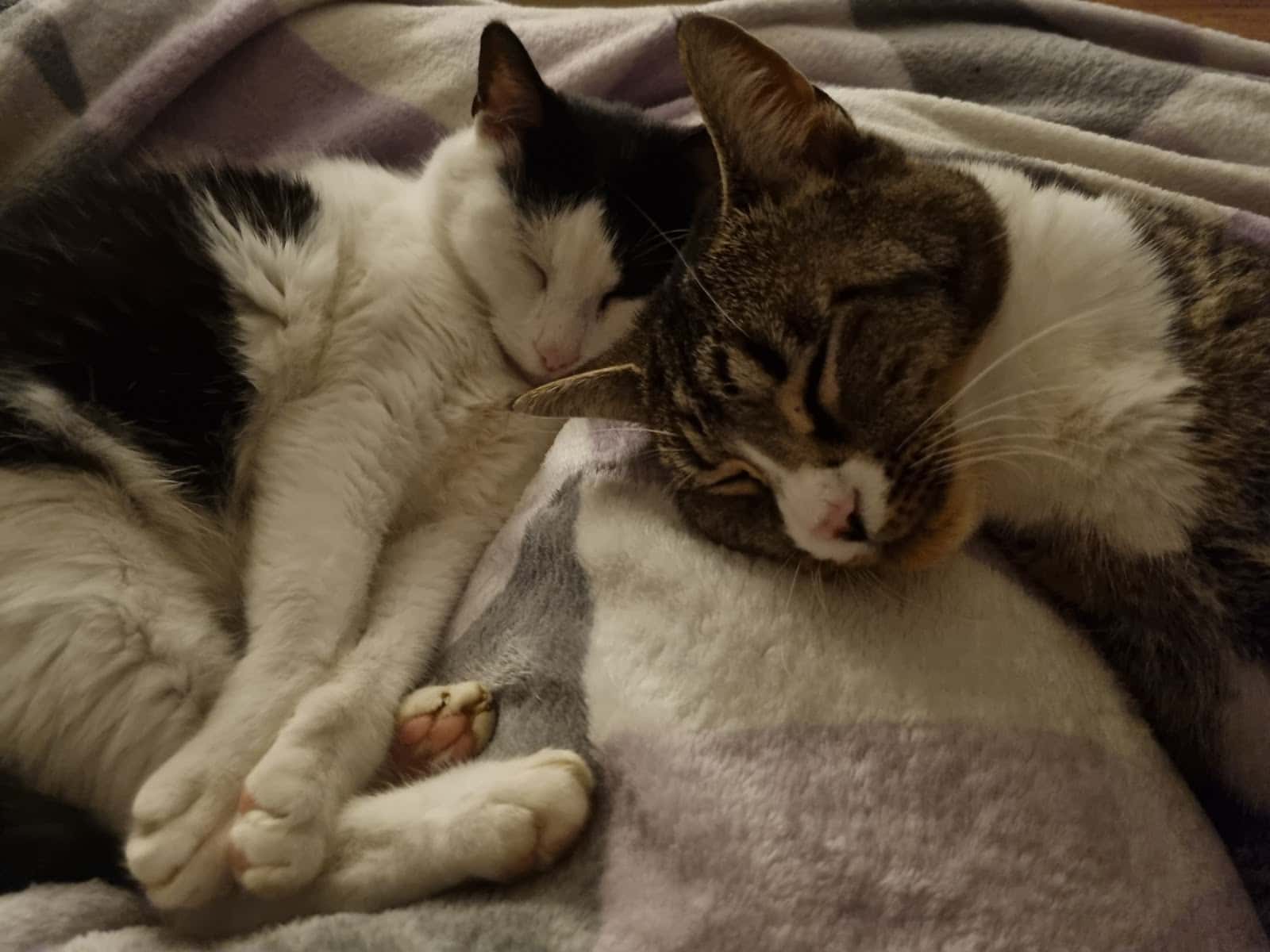 Clínica Veterinaria Taupadak