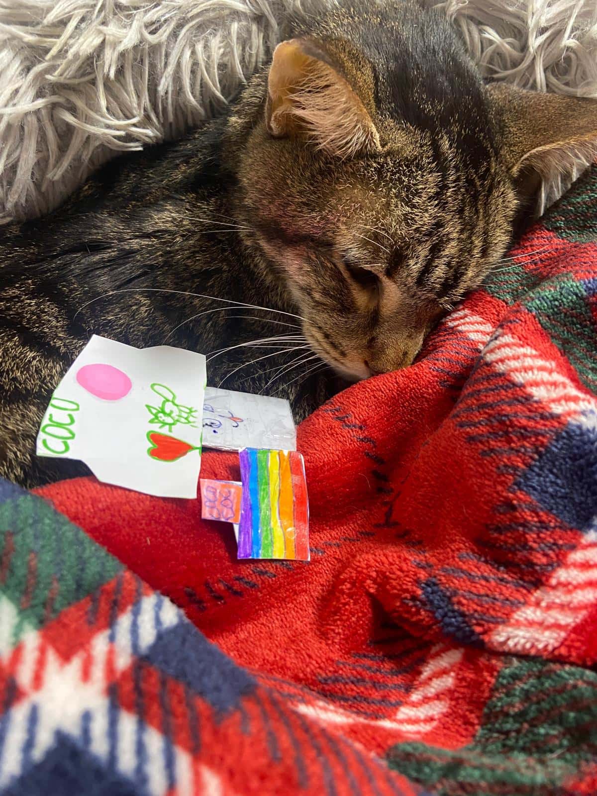 Clínica Veterinaria Taupadak