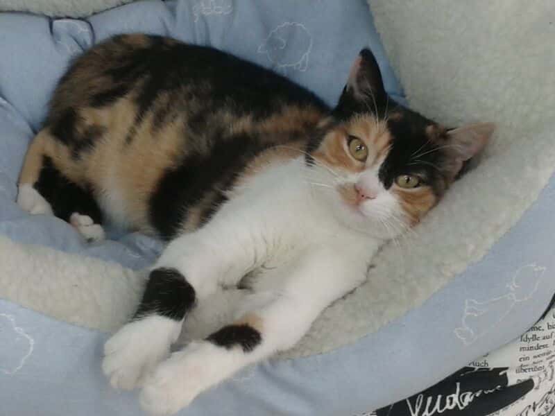 Clínica veterinaria Begoña