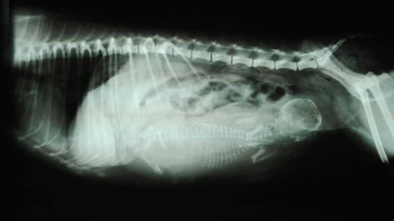 Clínica veterinaria Begoña