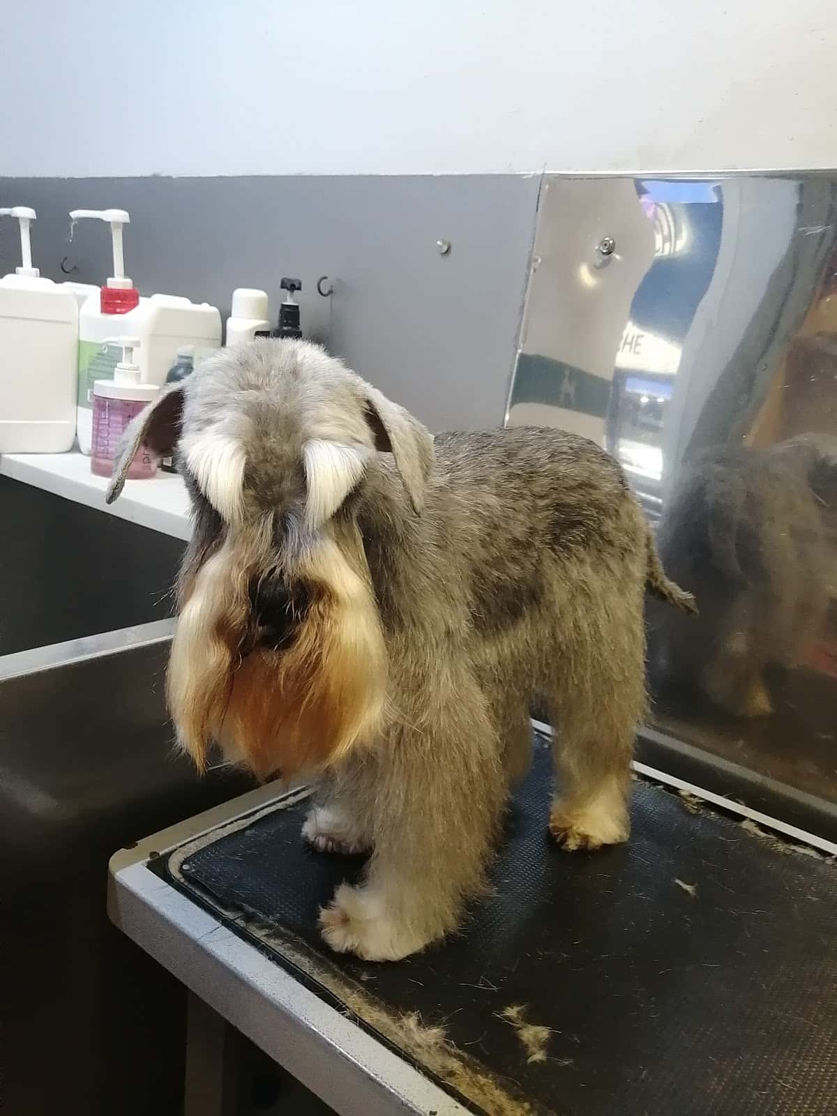 Clínica Veterinaria Ensanche