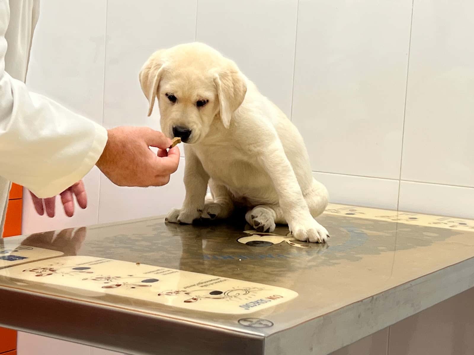 jose angel gomez garcia veterinario centro en chinchilla de monte aragon en albacete principalImage ADOPTA Sitios Pet Friendly