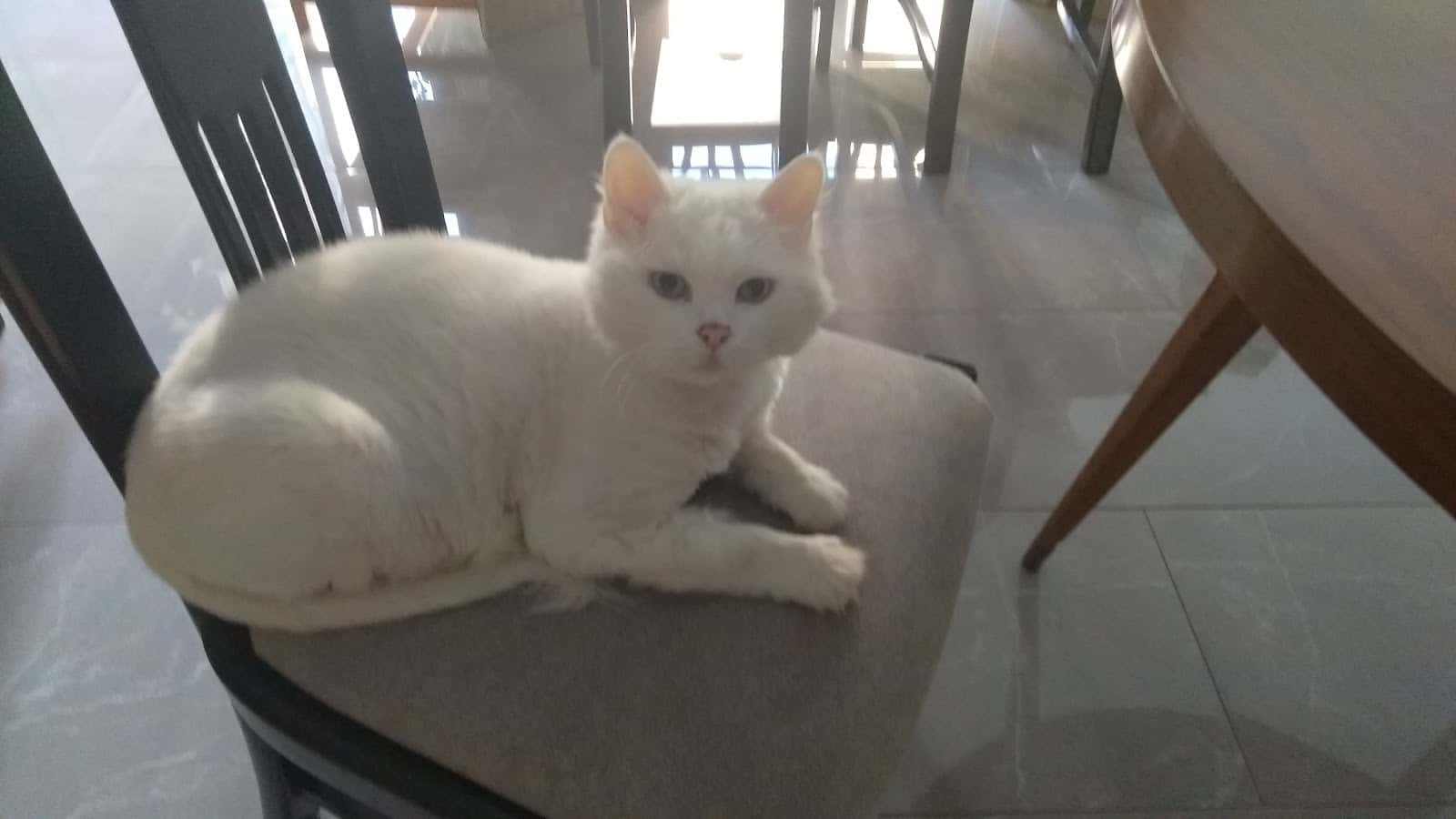 Clínica Veterinaria Teckel