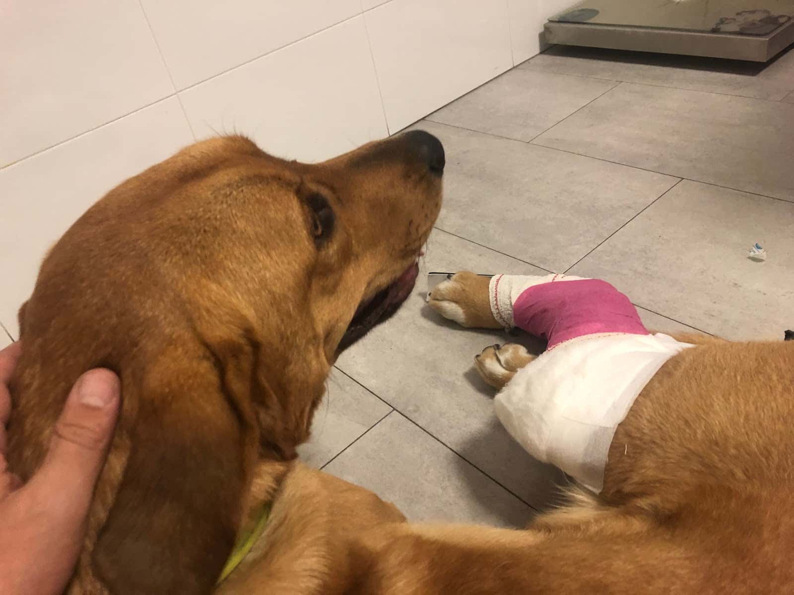 Clínica Veterinaria Teckel