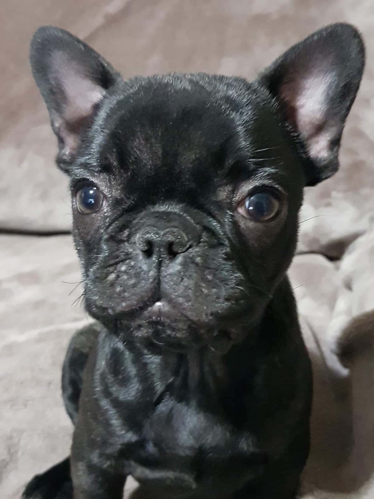 Clínica Veterinaria Colón