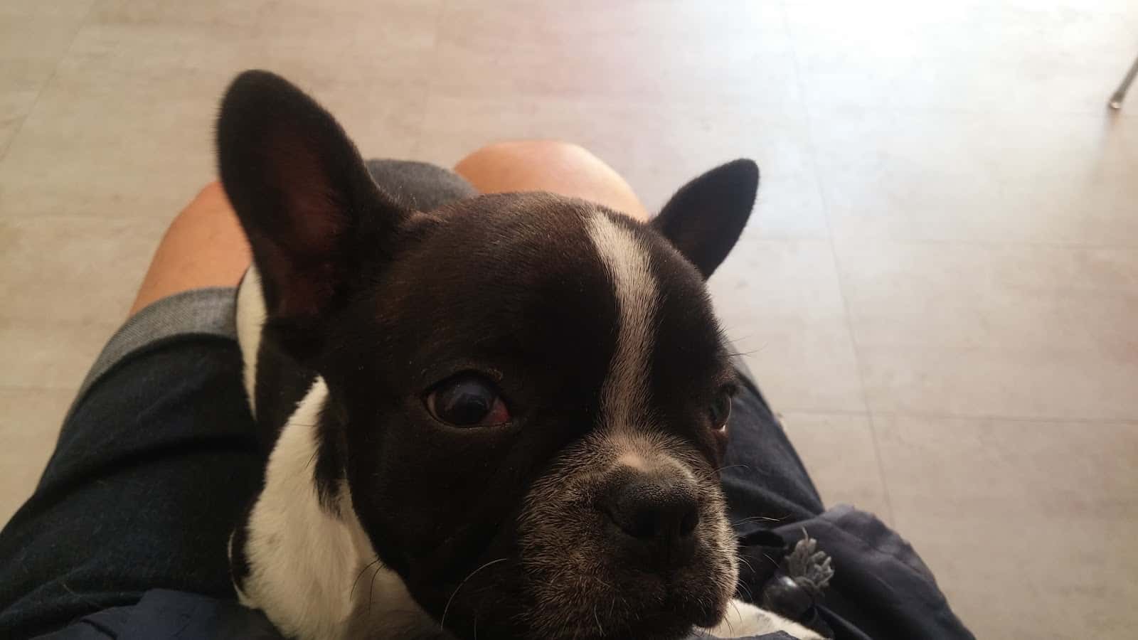 Clínica Veterinaria Colón