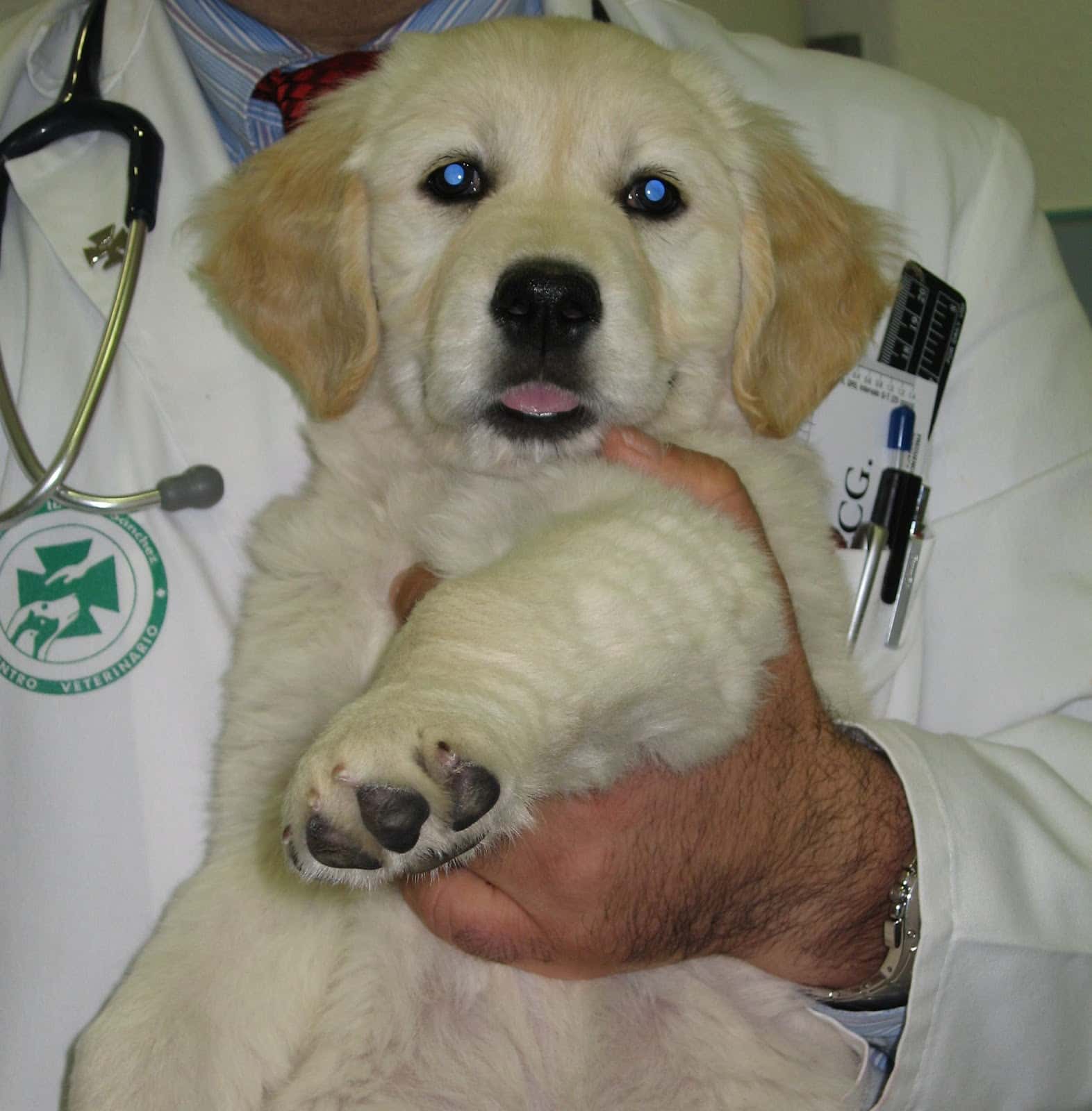 consulta veterinaria dr  gerardo ibanez sanchez veterinario centro barrio albacete en albacete en albacete principalImage ADOPTA Sitios Pet Friendly