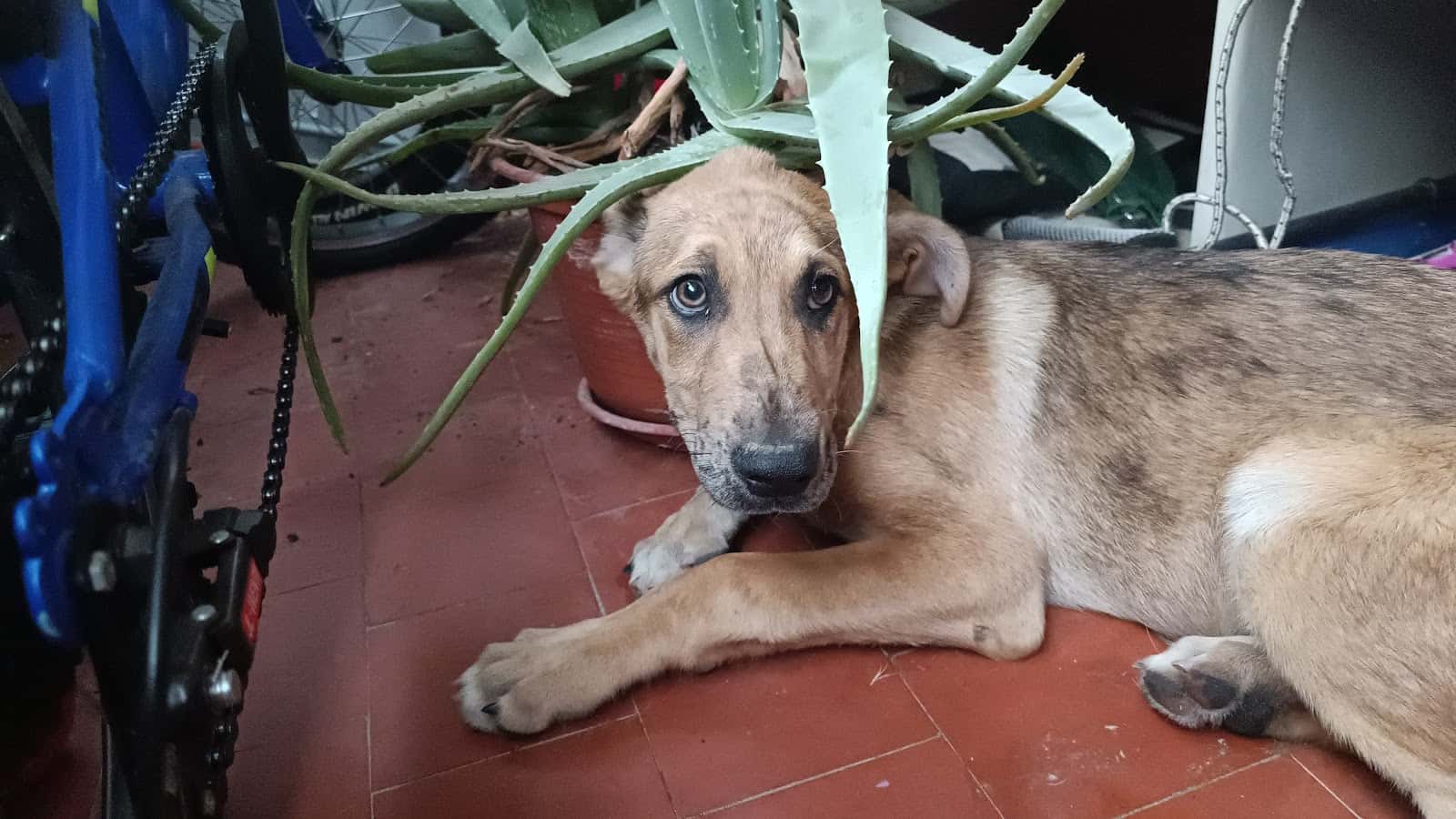 Clínica Veterinaria El Arca de Noé