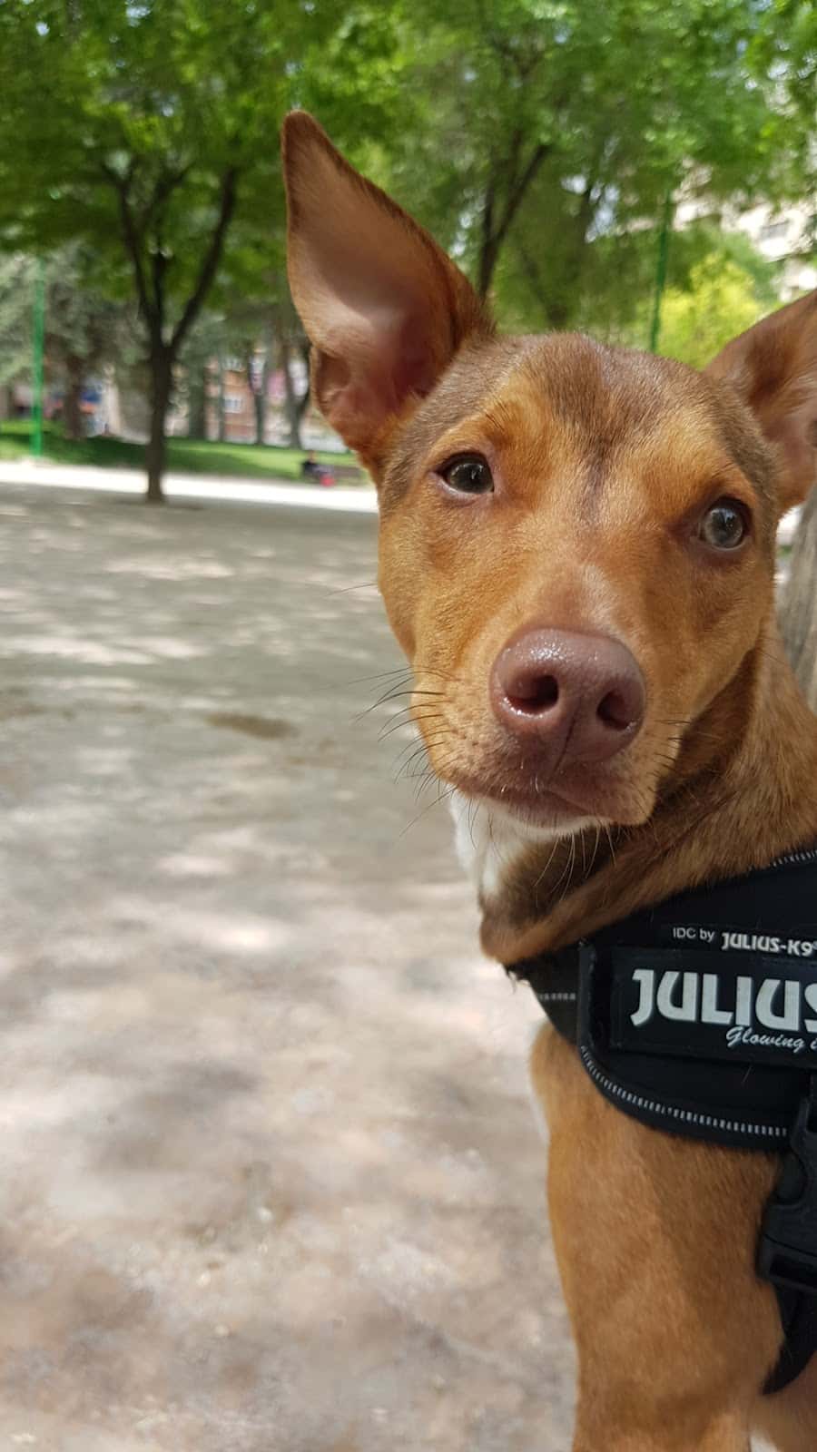 Clínica Veterinaria El Arca de Noé