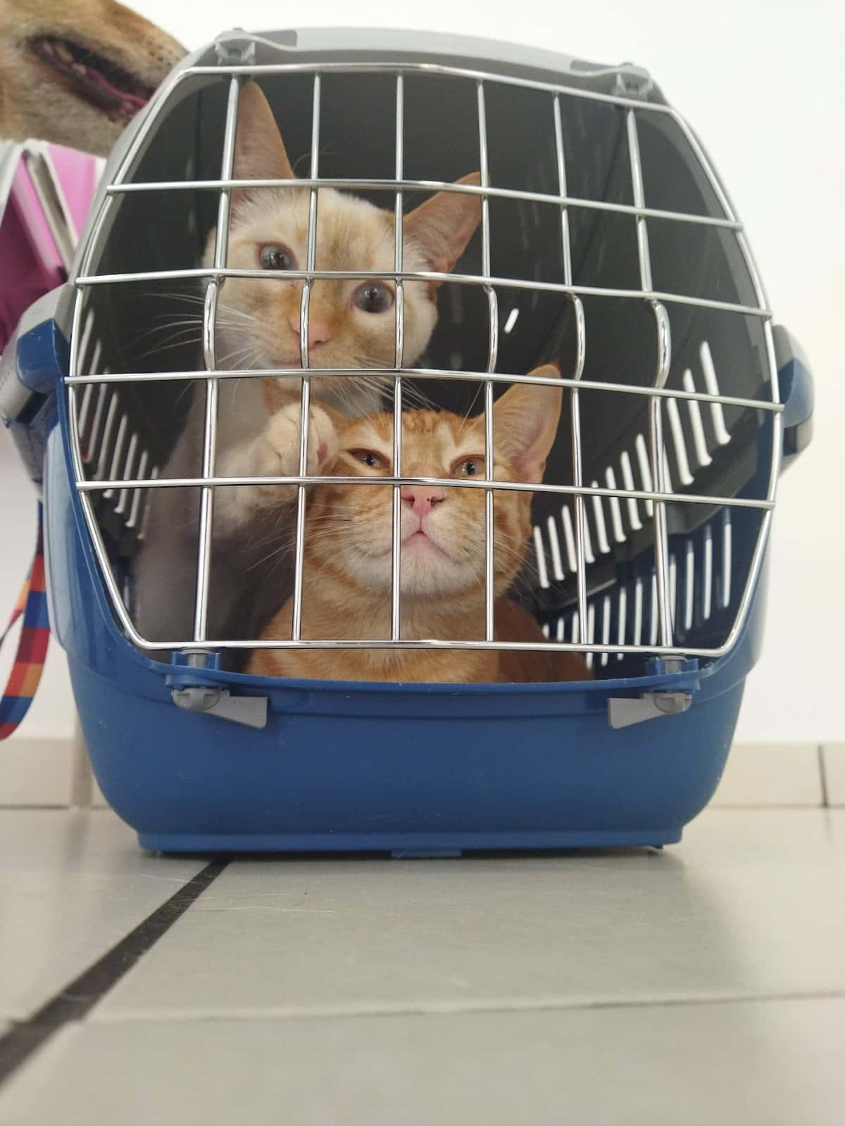 Clínica Veterinaria Lupa's