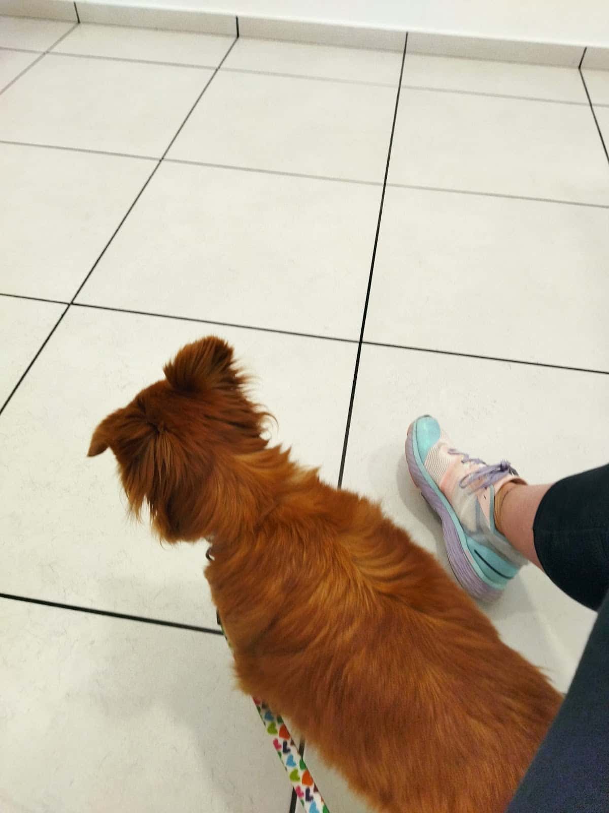 Clínica Veterinaria Lupa's
