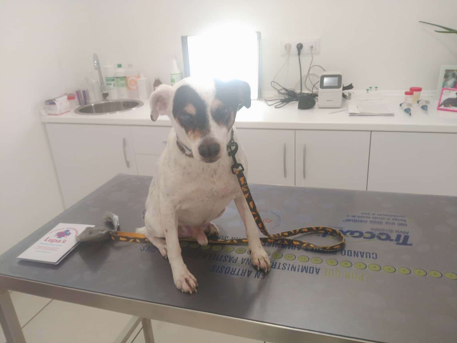 Clínica Veterinaria Lupa's