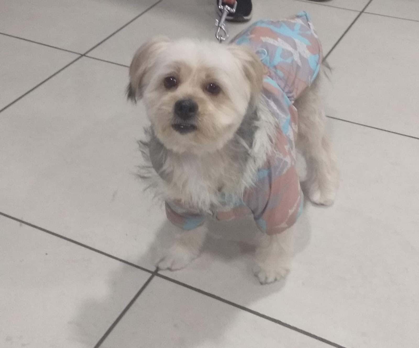 Clínica Veterinaria Lupa's