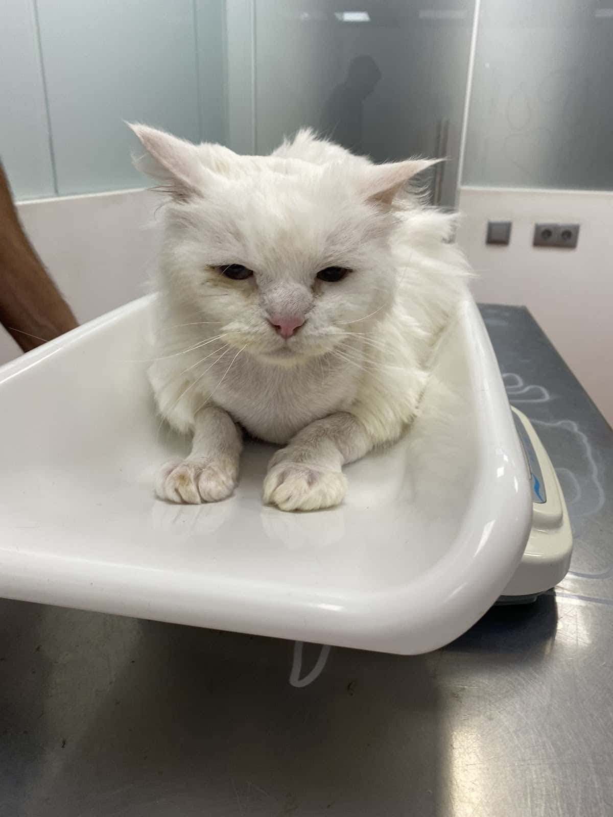 Clínica Veterinaria VETERCAN