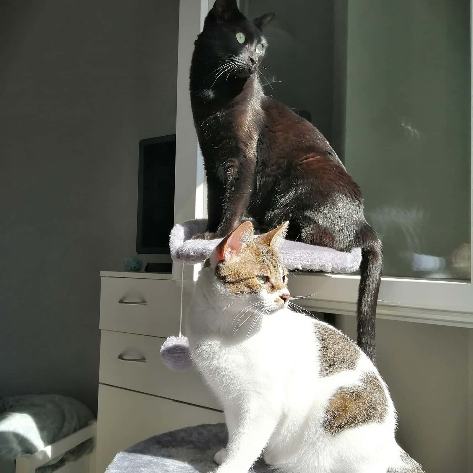 mimavet veterinario centro en almansa en albacete principalImage ADOPTA Sitios Pet Friendly