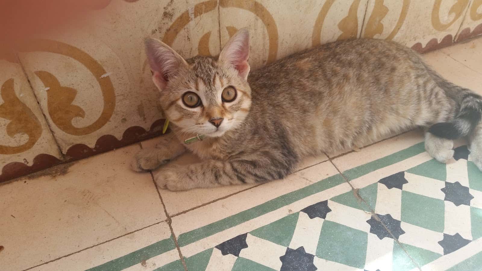 Clínica Veterinaria Bilyana